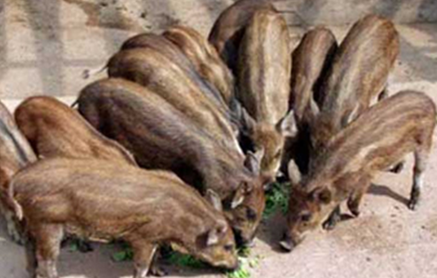 長(zhǎng)春駿隆生態(tài)養(yǎng)殖有限公司4